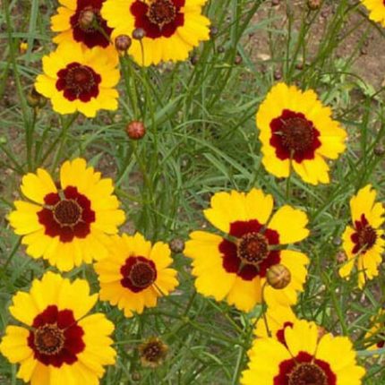 Plains Coreopsis Seeds