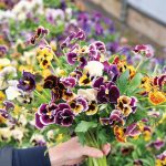 Rococo Frilled Mix Viola Seeds