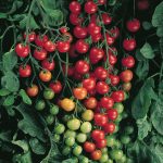 Supersweet 100 (F1) Tomato Seeds