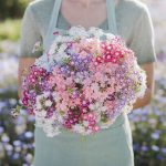 Twinkle Mix Annual Phlox Seeds