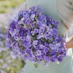 Beauty Blue Annual Phlox Seeds