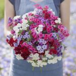 Tall Mix Annual Phlox Seeds
