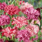 Picotee Mix Carnation Seeds