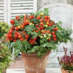 Tiny Tim Tomato Seeds