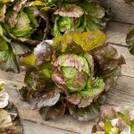 Ruby Lettuce Seeds