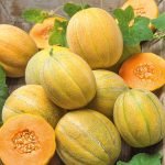 Minnesota Midget Melon Seeds