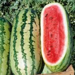 Georgia Rattlesnake Watermelon Seeds