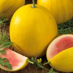 Golden Midget Watermelon Seeds