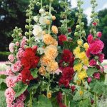 Chaters Double Hollyhock Seeds