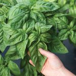 Prospera® Italian Large Leaf DMR (ILL2) Organic (F1) Basil Seeds