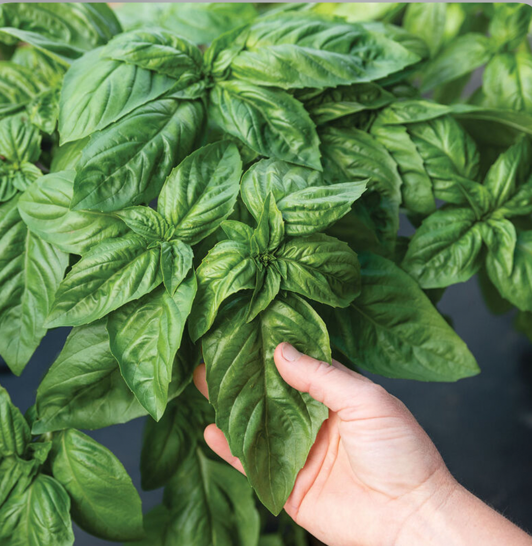 IMG_7701 Prospera® Italian Large Leaf DMR (ILL2) Organic (F1) Basil Seeds - Image 1