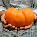 Dr. Wyche's Yellow Organic Tomato Seedling