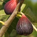 Organic Turkish Brown Fig
