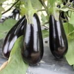 Gaudi F1 Eggplant Seedling