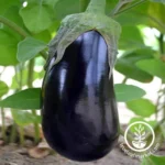 Black Beauty Eggplant Seedling