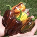 Candy Cane Chocolate Cherry F1 Pepper Seedling