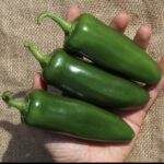 Mammoth F1 Pepper Seedling