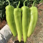 Scorpio F1 Pepper Seedling