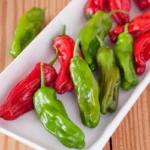 Shishito Pepper Seedling