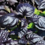 Amethyst Improved Basil Seedling