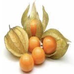 Cape Gooseberry Seedling