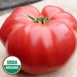 German Pink Tomato Seedling